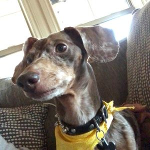 Meet your Posher, Mollie